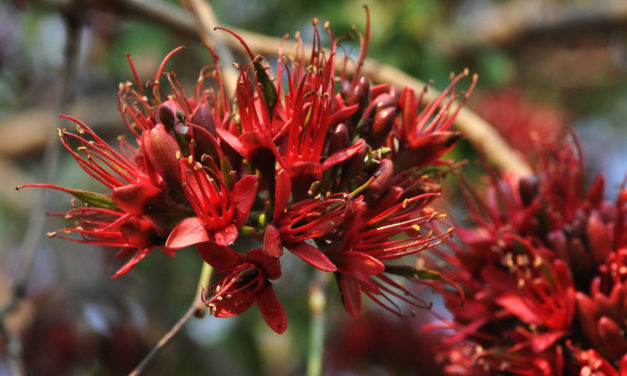 Schotia brachypetala