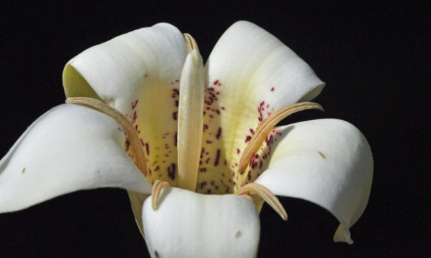 Rothmannia capensis