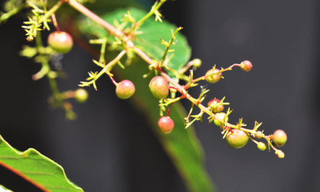 Searsia chirindensis