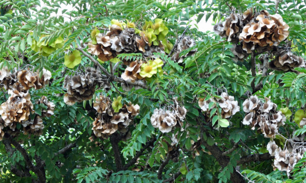 Pterocarpus angolensis