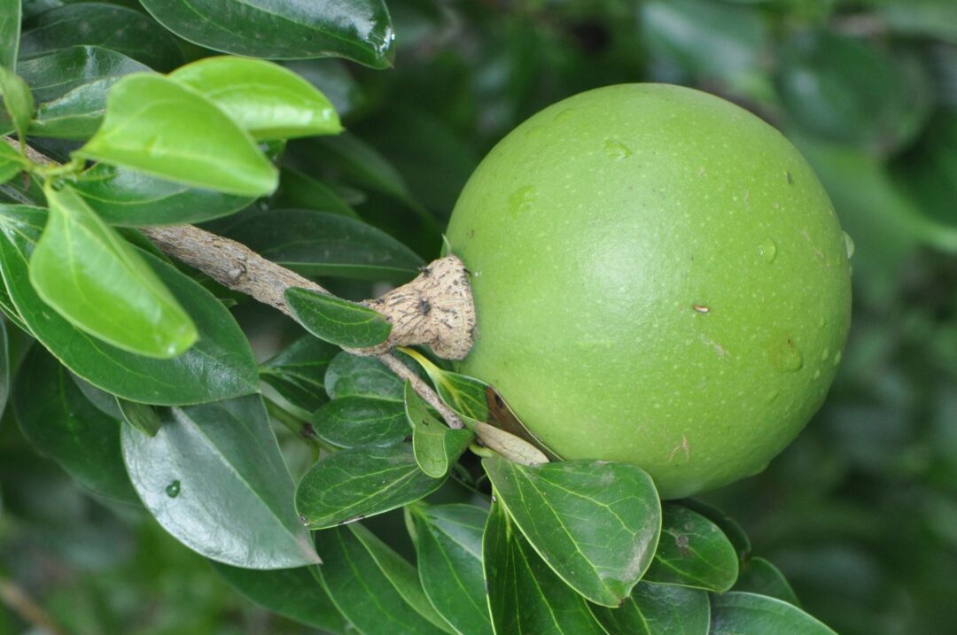 Strychnos madagascariensis | Tree SA