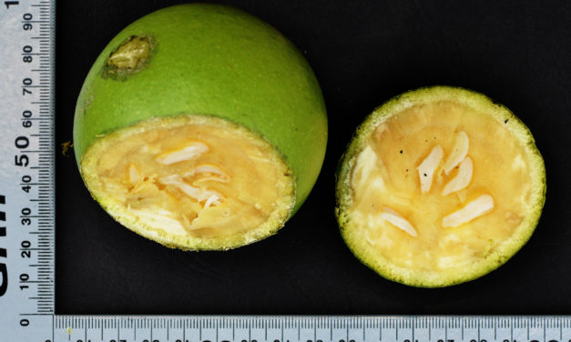 Strychnos madagascariensis