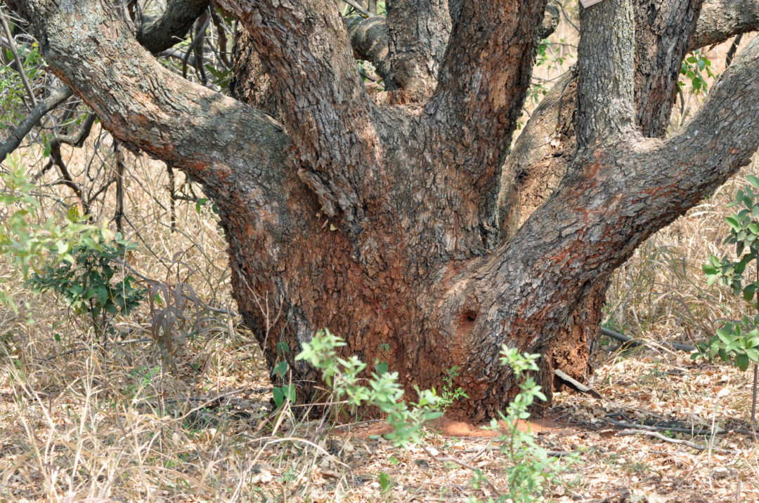 Ziziphus mucronata subsp. mucronata | Tree SA