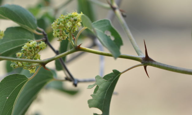 Ziziphus mucronata subsp. mucronata