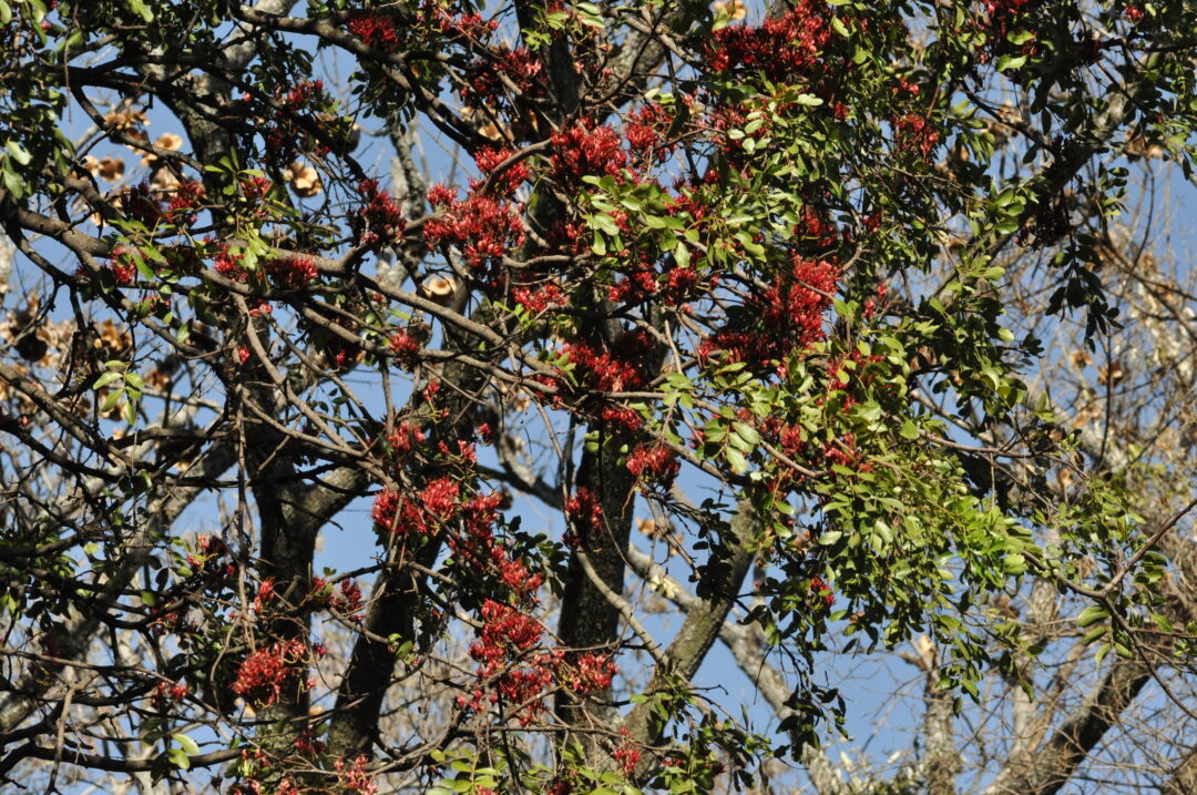 schotia-brachypetala-tree-sa