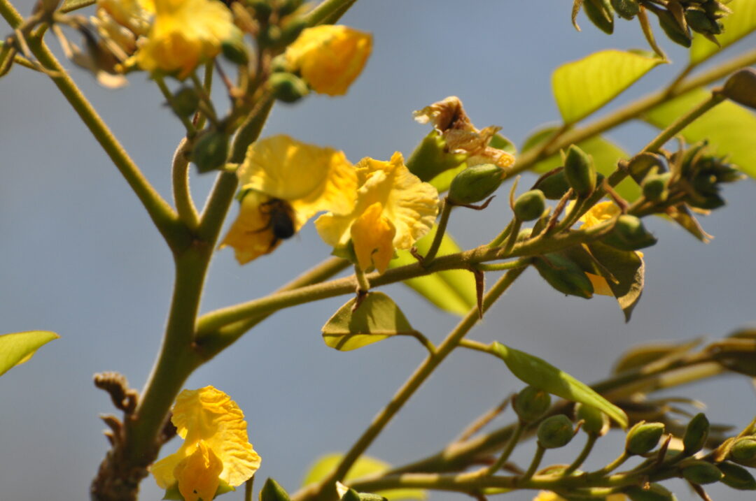pterocarpus-angolensis-tree-sa