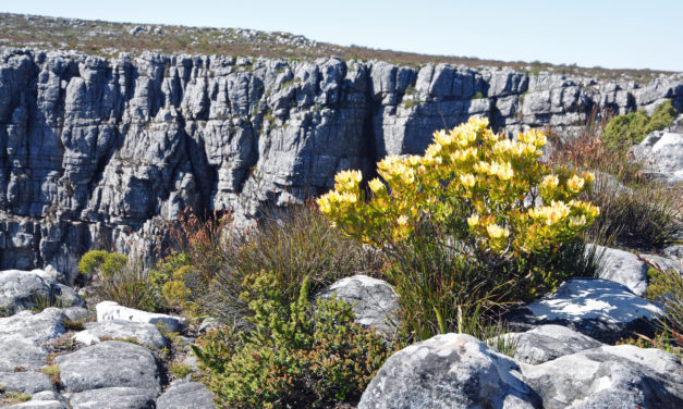 Leucadendron strobilinum