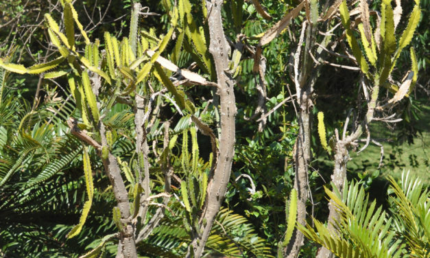 Euphorbia triangularis