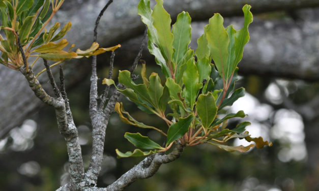 Schefflera umbellifera