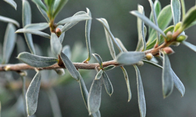 Diospyros austro-africana