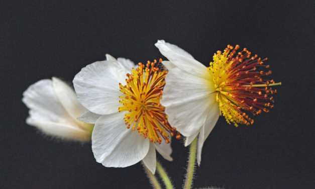 Sparrmannia africana