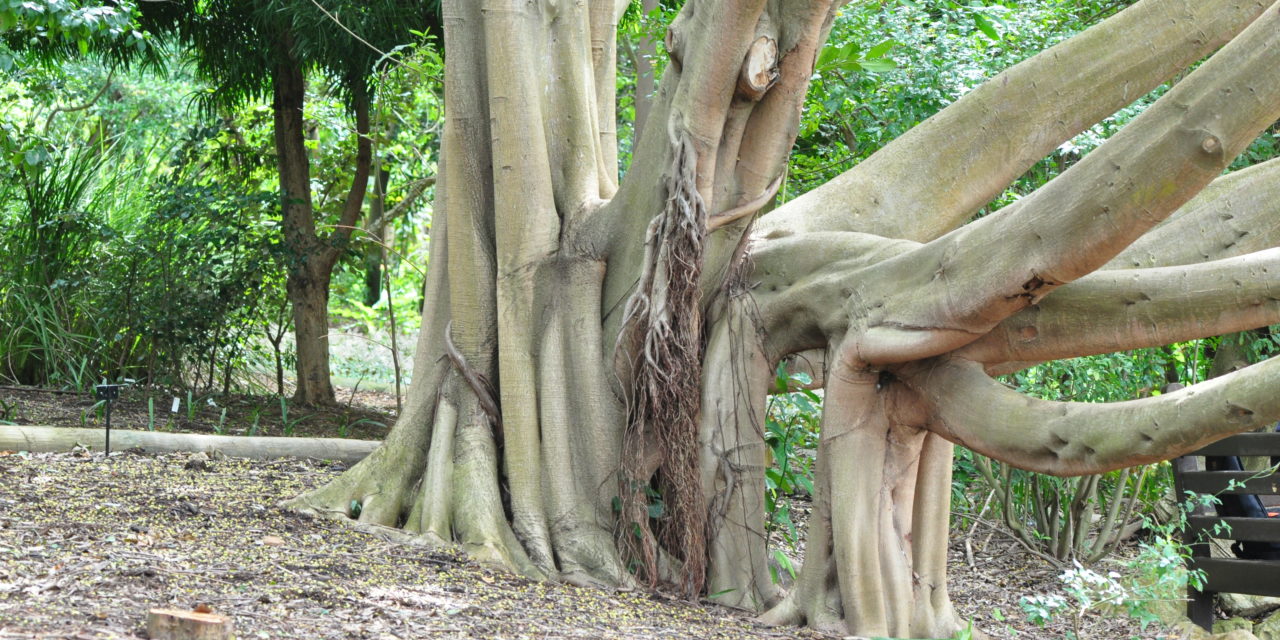 Ficus craterostoma