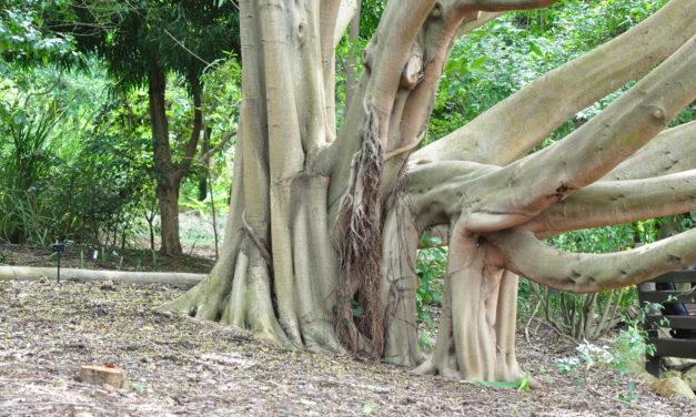 Ficus craterostoma