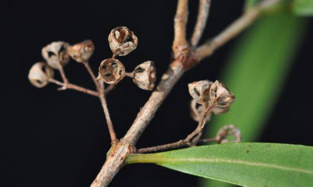 Metrosideros angustifolia