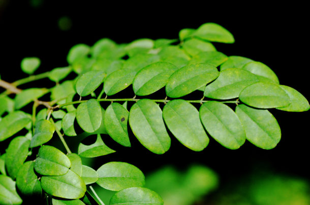 Indigofera jucunda | Tree SA