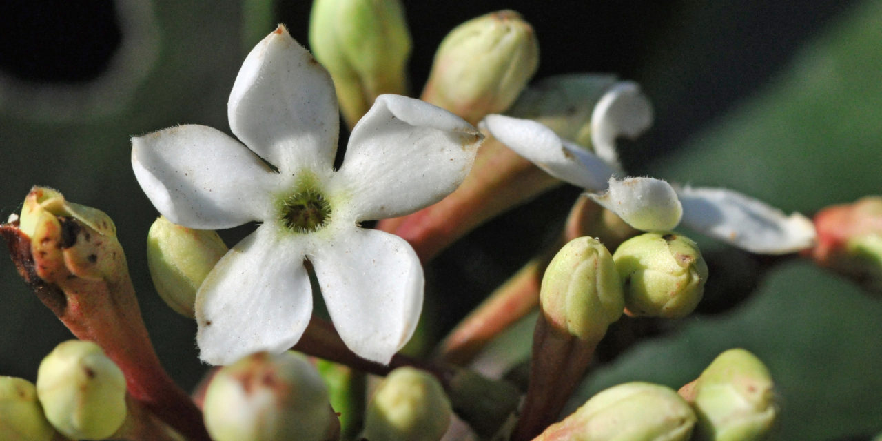 Acokanthera oblongifolia