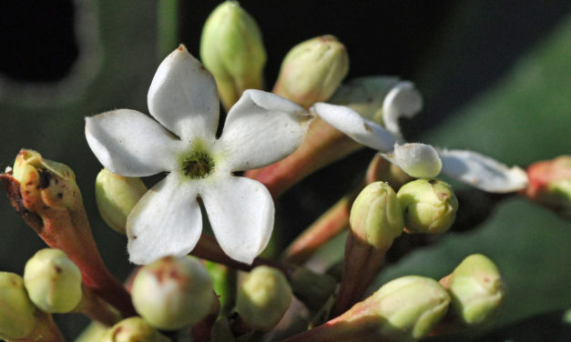 Acokanthera oblongifolia