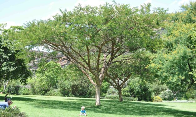 Vachellia sieberiana