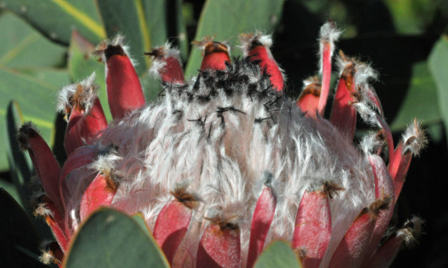 Protea magnifica