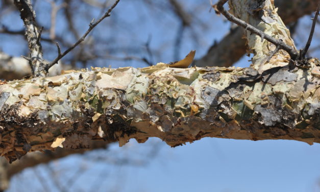 Commiphora mollis