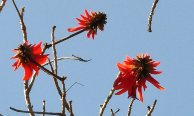 Erythrina caffra