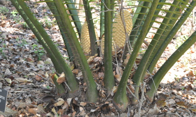 Encephalartos kisambo