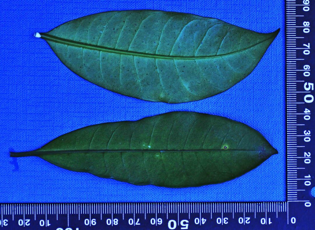 Tabernaemontana elegans | Tree SA