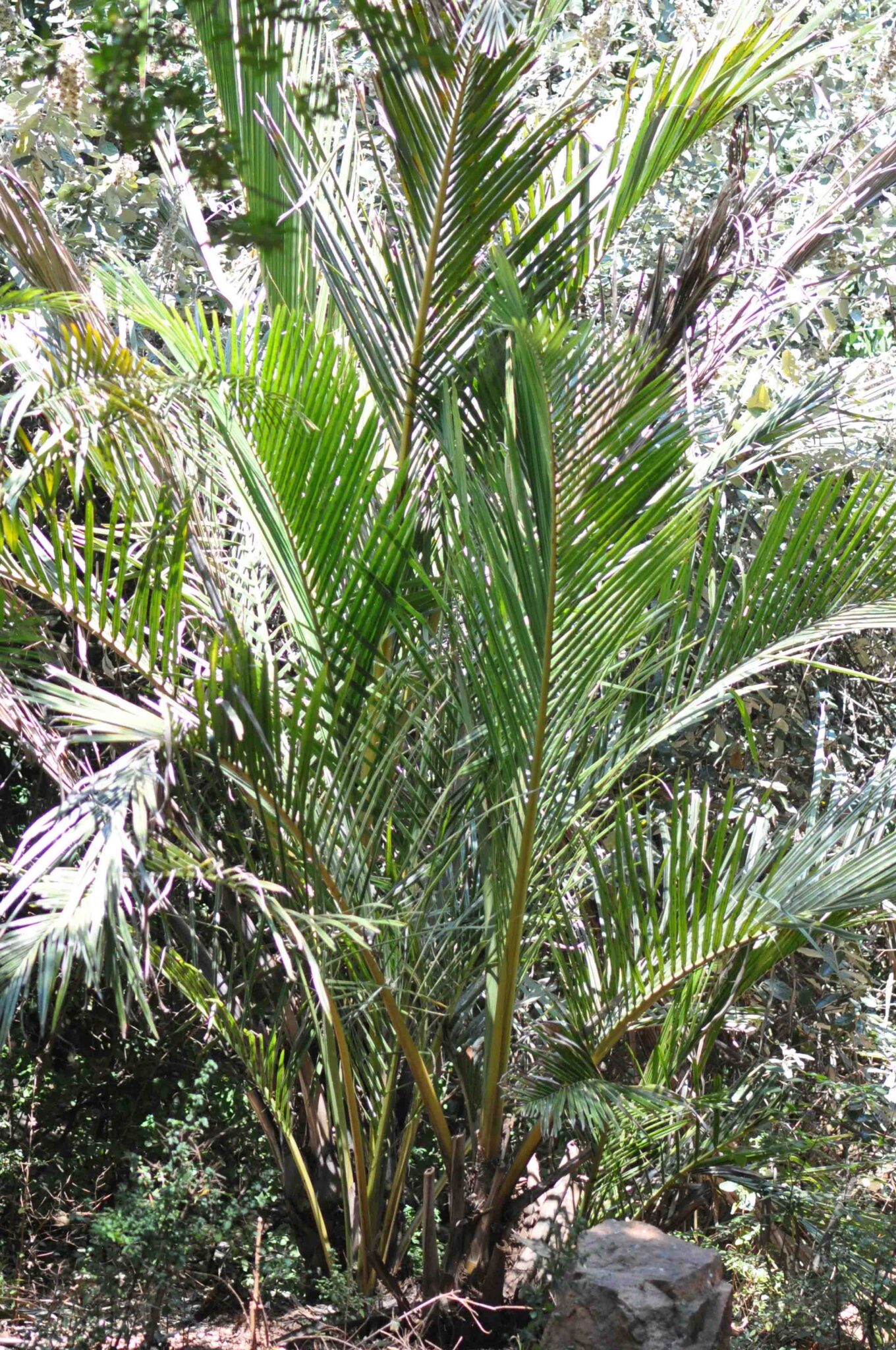 Jubaeopsis caffra | Tree SA